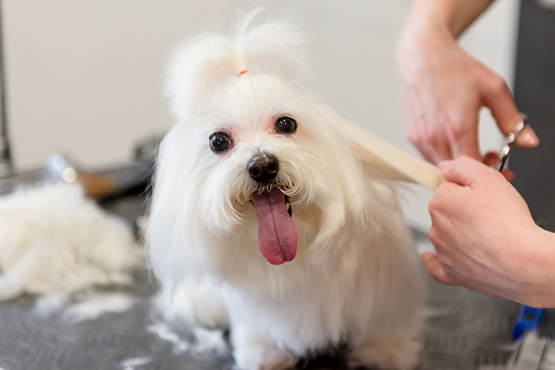 What You Need To Know About PetSmart Grooming Before Muddy Season